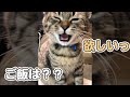 お腹が空いたとしゃべる子猫 #Shorts