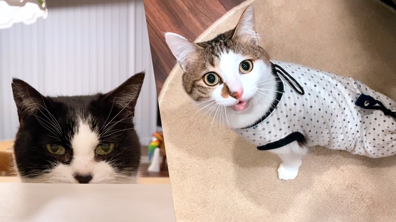 久しぶりの魚料理にテンションMAXな猫たち【おしゃべりエース、静かに期待するおむすび】