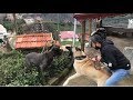 KANGAL VS CANE CORSO  BARON NARKOZLA KARŞI KARŞIYA GELDİĞİ İLK AN TANIŞMA GÜNÜ GERGİNLİĞİ