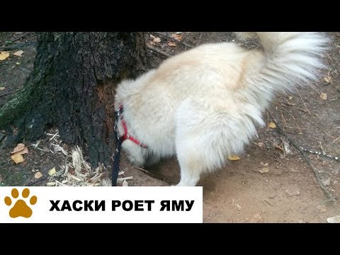 Хаски роет яму на прогулке в лесу