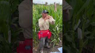 Corn Breeding