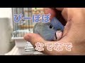 【キュン死💕】サザナミインコの鳴き声 くるみちゃんをなでなでしたよ
