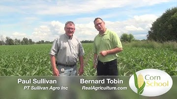 Corn School - Split Applying Nitrogen for Maximum Benefit