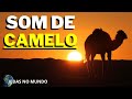 Som de Camelo (Vidas No Mundo)