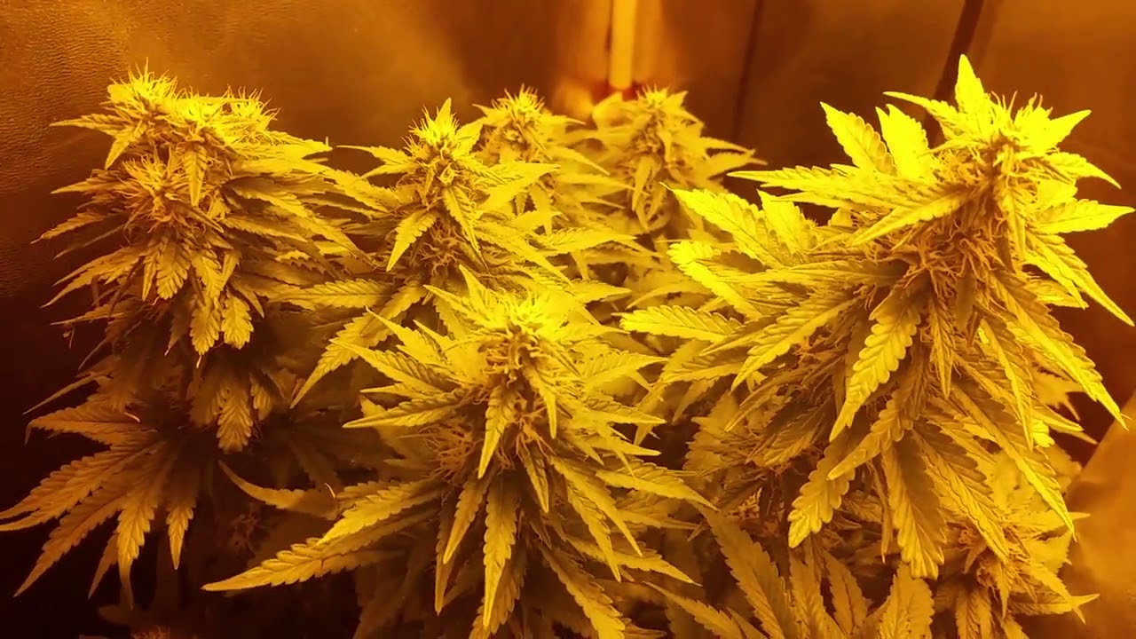 Mendocino Purple Kush (Medical Seeds): floración semana 6