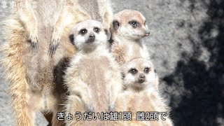 似合う愛称つけてね　ミーアキャット3きょうだい　羽村市動物公園