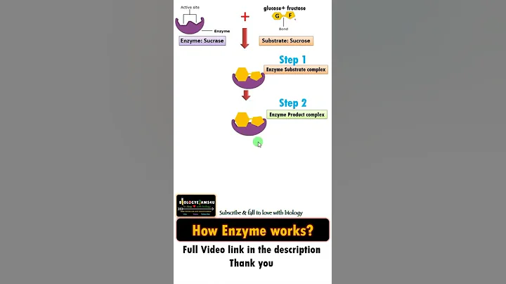 How Enzymes work? || Bioshorts from biologyexams4u - DayDayNews