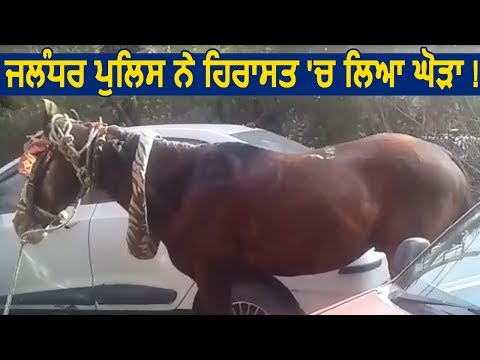Jalandhar Police ने हिरासत में लिया घोड़ा !
