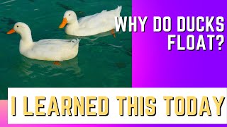Why do ducks float  - I learned this today - find something out