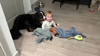 Baby and Bernese mountain dogs are best friends!- taking Benny to the dog park!