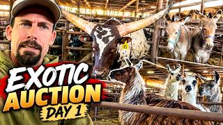 WE WENT TO AN EXOTIC ANIMAL AUCTION… AND BROUGHT HOME SOMETHING NEW! 😳 | DAY 1