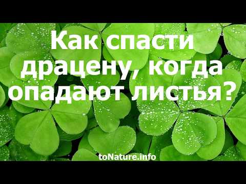 Как спасти драцену, когда опадают листья?