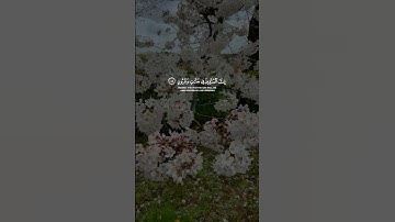 ﴿إِنَّ الْمُتَّقِينَ فِي جَنَّاتٍ وَعُيُونٍ﴾ القارئ هزاع البلوشي 💞".