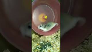 Roborovski hamsters wheeling