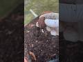Sprouted Pecan ⛳️Masters Week in Georgia #offgrid #garden #trees #fruit #seed #mulch #shtf #seedling