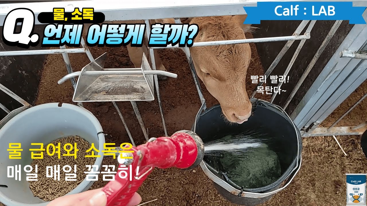 [카프랩] 인공포유장 소독 및 음수 급여 영상입니다~!