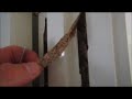 Detected Live Termites in a house in Camp Hill   Jan 2018