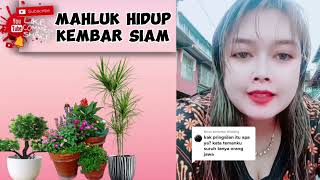 Mahluk Hidup Kembar Siam