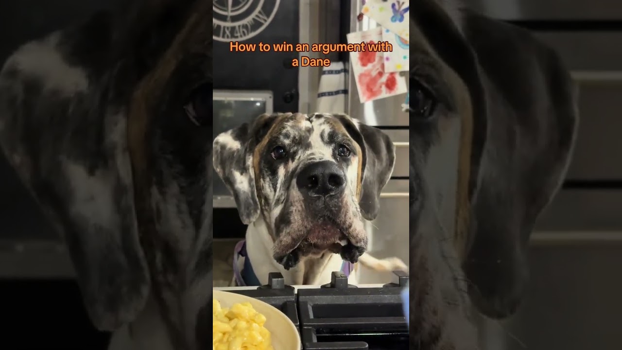 @houseoffloofsters: Argument with Nacho 