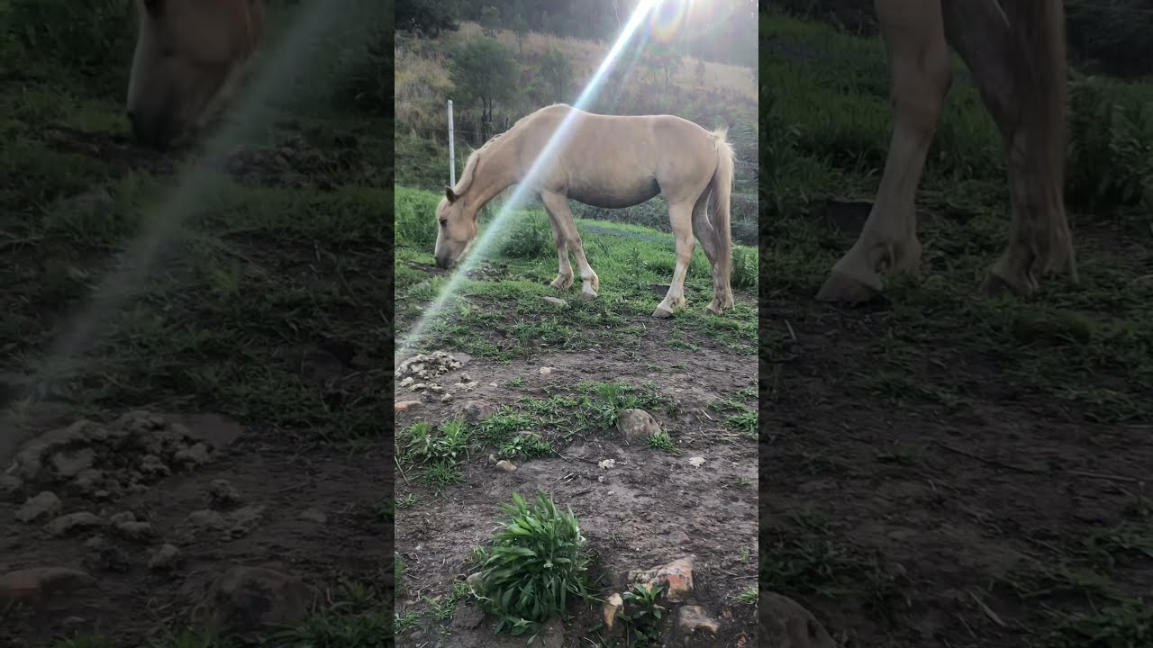 Stunning Palomino Brumby Australian Wild Horse