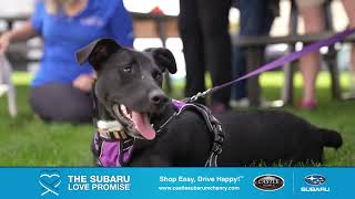 Castle Subaru McHenry | Subaru Love Promise in Our Community