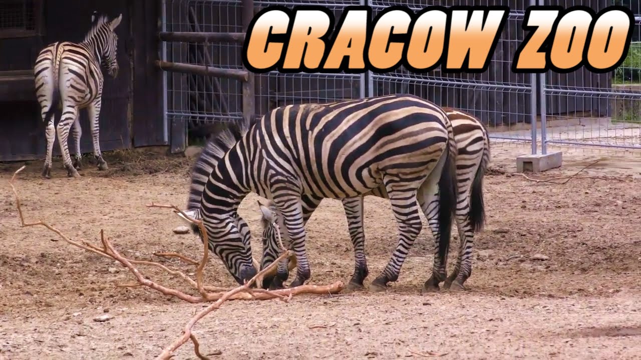 Krakow ZOO - Poland (4k) - YouTube