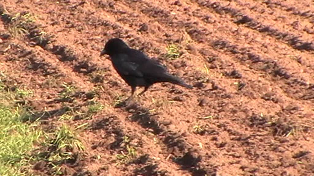 watershed Carrion or Hooded Crows or Corvus Corone British Birds UK