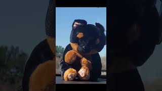 One Died Over Beany Baby Craze