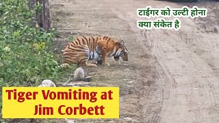 Tiger Vomiting at Jim Corbett Dhikala