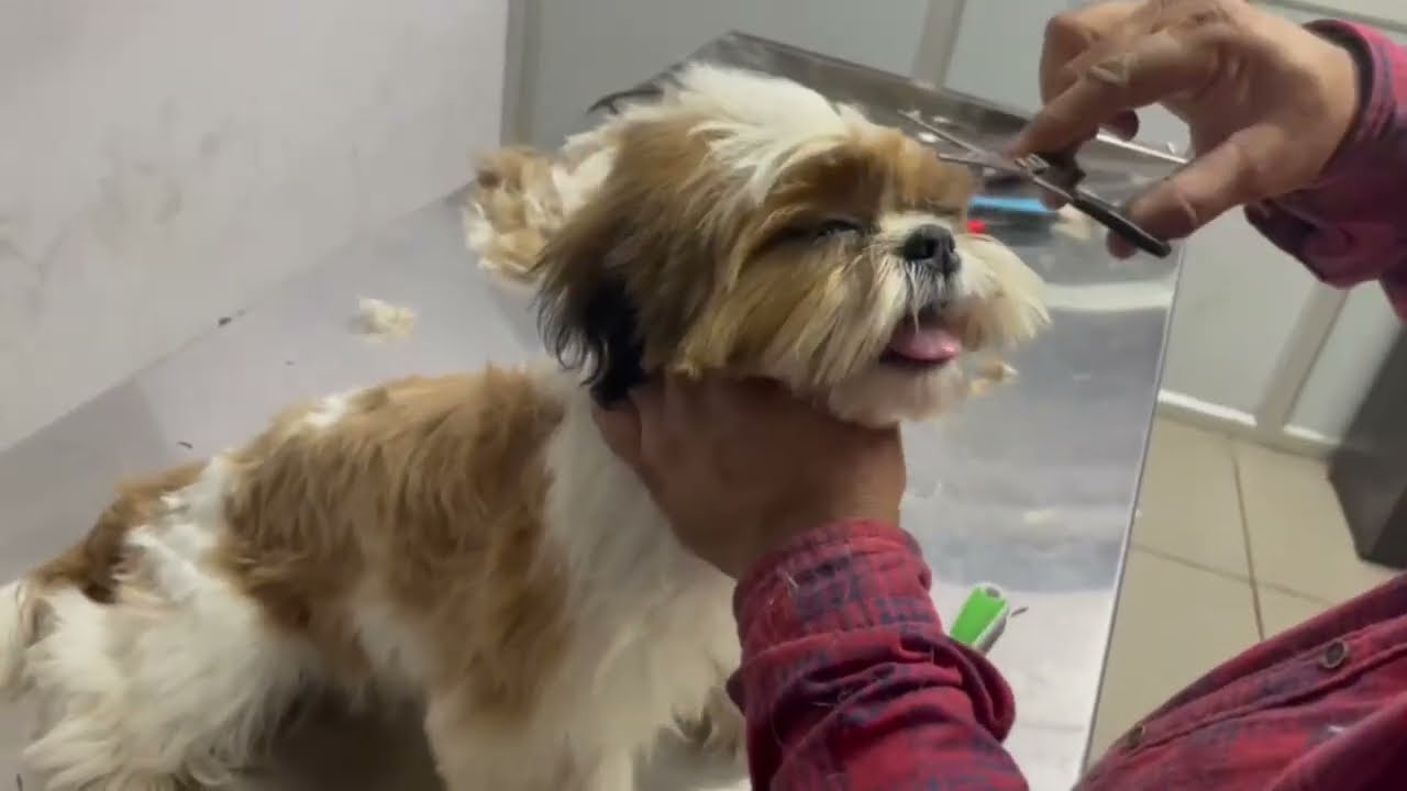 Rossi Grooming In Clinic In Kannada shihtzupuppies kannada Part 1 Rossi Grooming In Clinic In Kannada shihtzupuppies kannada Part 1