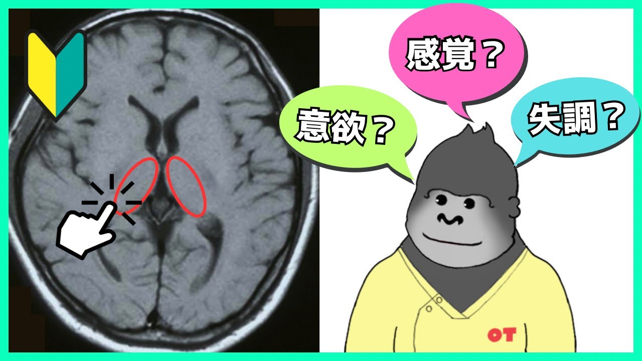【感覚？失調？意欲？】若手OTのゼロから分かる視床！MRIの見方も解説！★☆☆