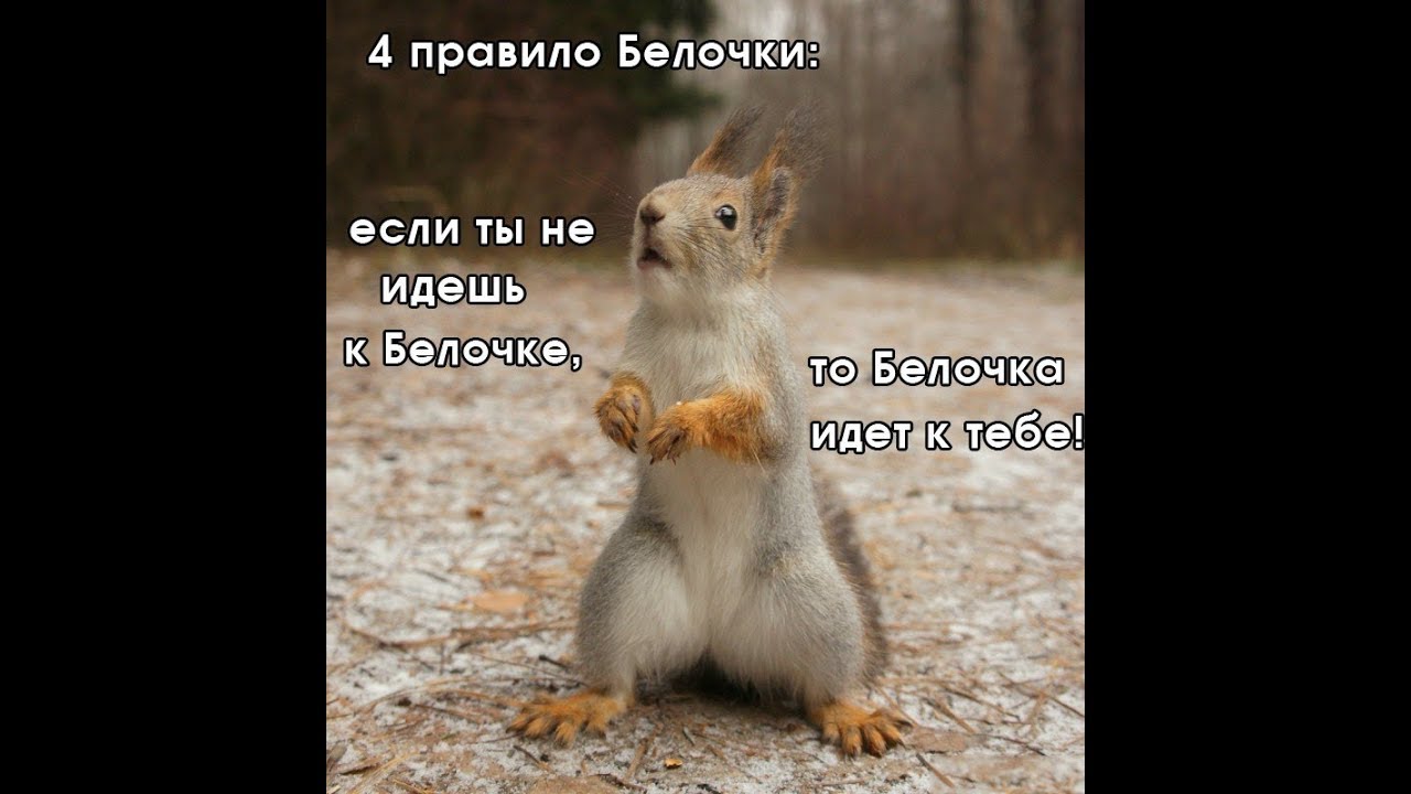 Картинки белочка пришла прикольные с надписями