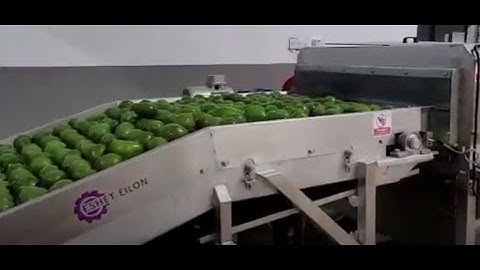 Eshet Eilon has built a 4 lane avocado sizer for AvoAfrica Tanzania