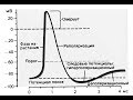 Потенциал действия. Как он возникает? Из-за чего?