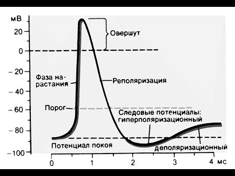 Потенциал действия. Как он возникает? Из-за чего?