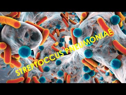 Vídeo: Comparación De La Virulencia De Streptococcus Pneumoniae En Poblaciones De Ratones ICR De Tres Orígenes Diferentes