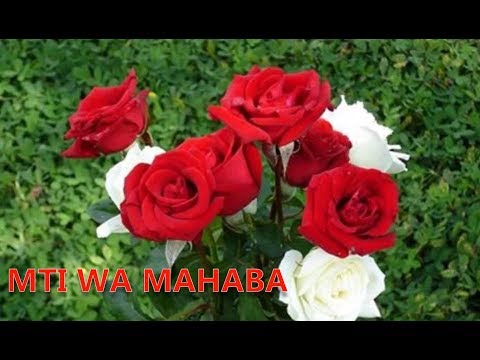 Video: Mti Laini Wa Maji