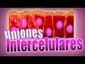TEJIDO EPITELIAL 🔬: uniones intercelulares. Glándulas exocrinas y endocrinas | Histología