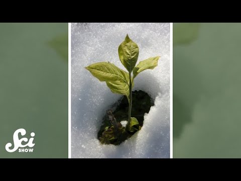 How do plants keep their roots cozy? #shorts #science #SciShow