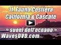 11. Fauna Costiera CALIFORNIA &amp; Cascate Natura Onde DVD Rilassarsi Spiaggia migliore suoni oceano