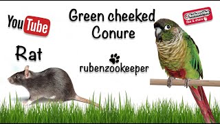 Green cheeked Conure visiting th rat #rubenzookeeper #myanimalkeeperlife#animals#GreencheekedConure