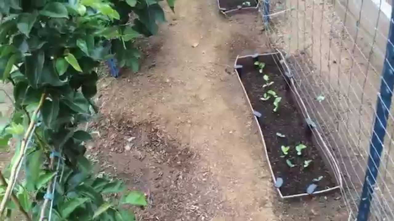 High Density Espalier Gardener Melons and Watermelons growing
