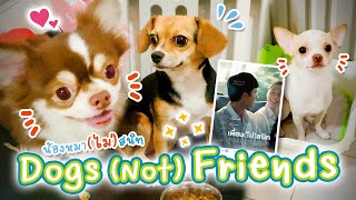 แอบน้องหมาไปดู... เพื่อน(ไม่)สนิท 🐶🐕 หนังดี แต่กระแส(เงียบ)สนิท 😢🐾 | Dogs (Not) Friends | doodeeDOGs