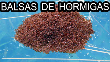 ¿Nadan las hormigas en el agua?