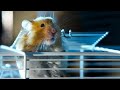 Hamster escapes cage to go exploring  pets wild at heart  bbc earth