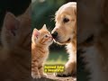 Dog and Kitten Best Friends — You Won’t Believe This Bond #viral #shorts