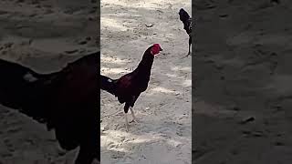 Rooster Crowing Compilation Plus - Rooster crowing sounds Effect 2026 #sohailmalik