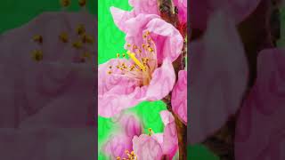Peach Fruit Flower Blossoming Timelapse