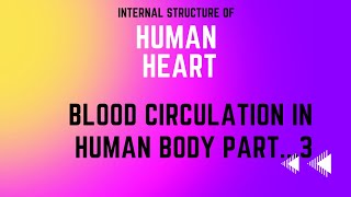 Internal Structure of Human Heart...Blood Circulation..Part 3