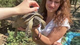 Содержание и разведение единственной сухопутной черепахи в России.